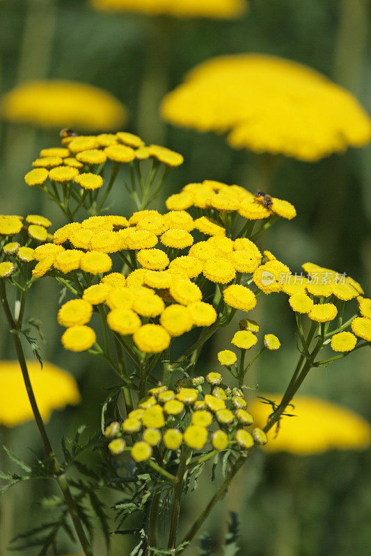 黄色的夏季花:檀香(Tanacetum vulgare)